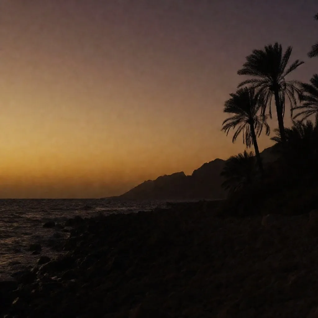 Red Sea coastline at dusk with palm silhouettes